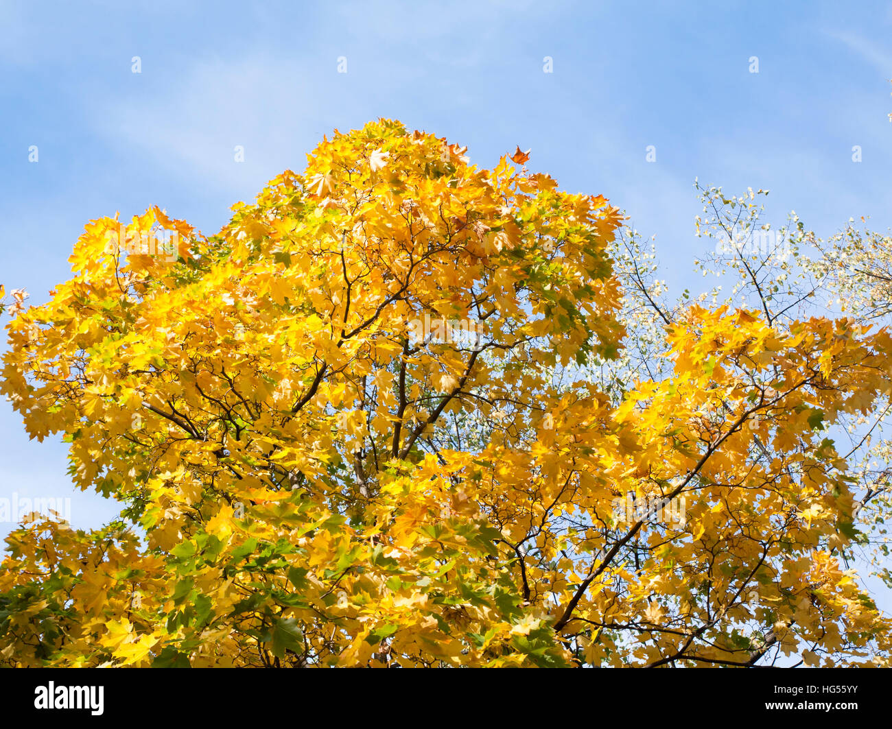 Yellow leaves on a blue sky background Stock Photo - Alamy