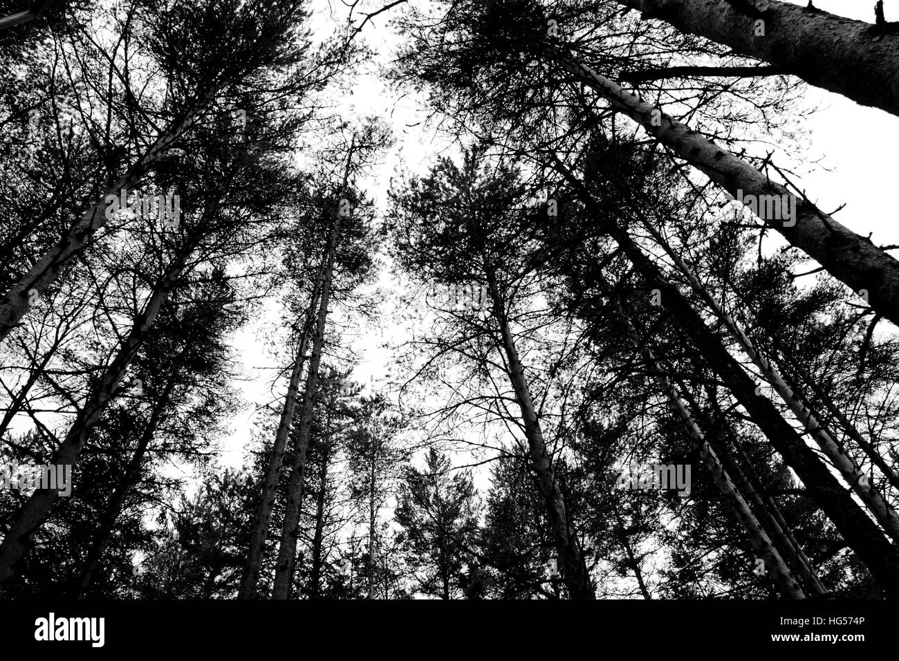 Mist on pine forest Black and White Stock Photos & Images - Alamy
