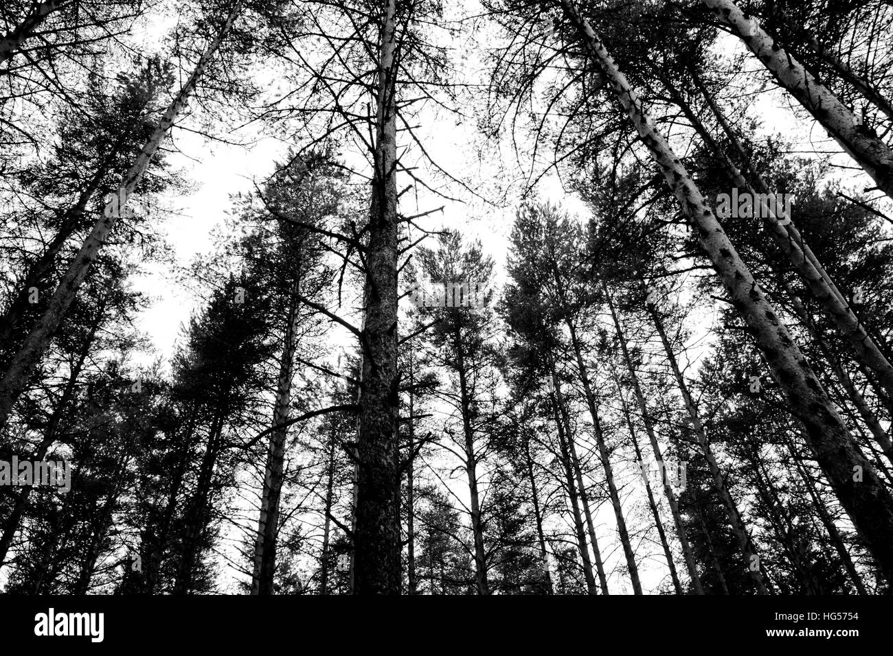 Mist on pine forest Black and White Stock Photos & Images - Alamy