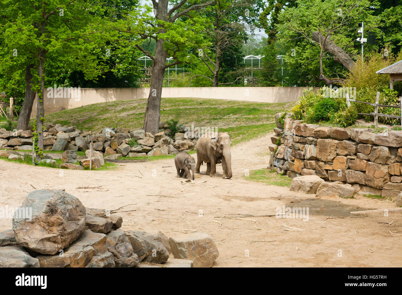 Mechelen, Belgium - 17 May 2016: Elephants in Planckendael zoo Stock Photo