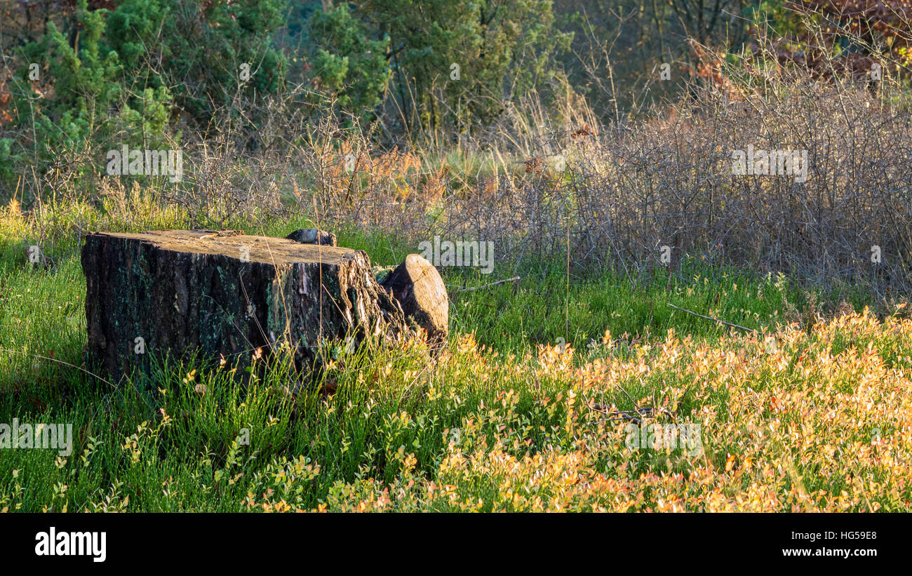 Old tree stump covered in a beautiful type of grass Stock Photo
