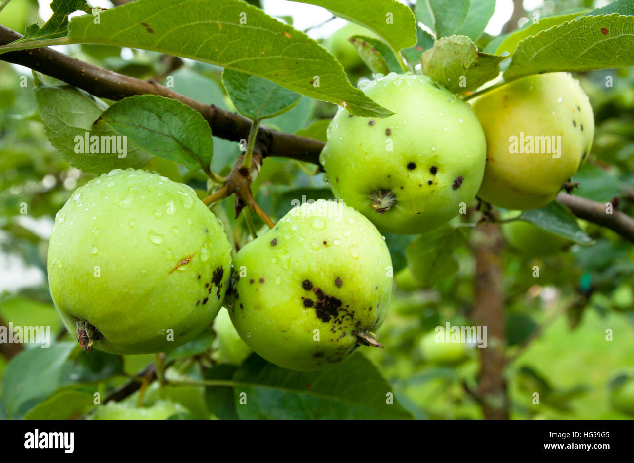 Apples hanging on a tree after the rain Stock Photo - Alamy