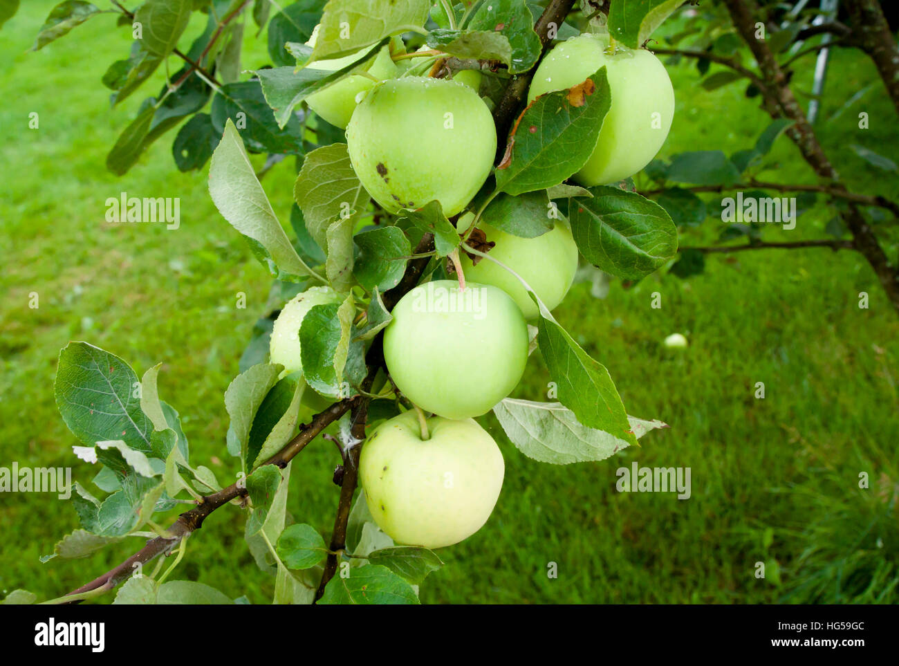 Apples hanging on a tree after the rain Stock Photo - Alamy
