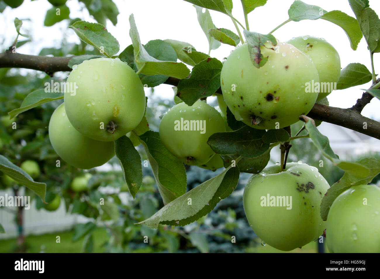 Apples hanging on a tree after the rain Stock Photo - Alamy