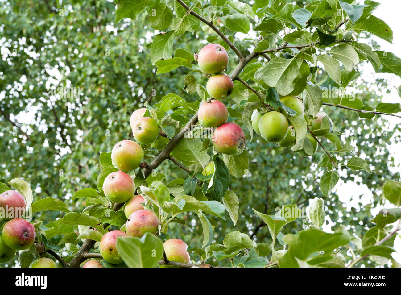 Apples hanging on a tree after the rain Stock Photo - Alamy