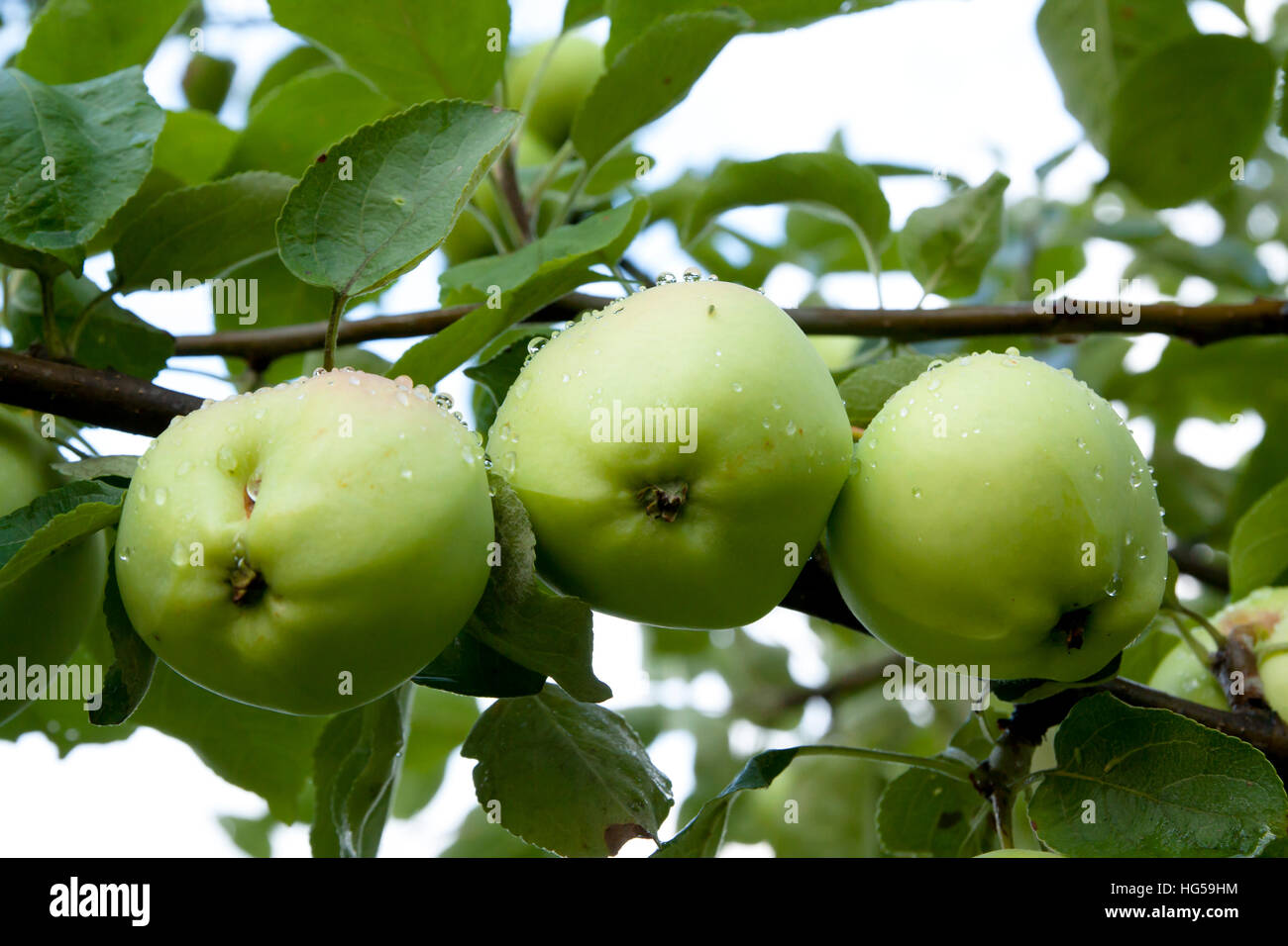 Apples hanging on a tree after the rain Stock Photo - Alamy