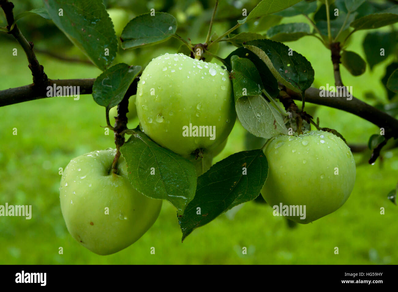 Apples hanging on a tree after the rain Stock Photo - Alamy
