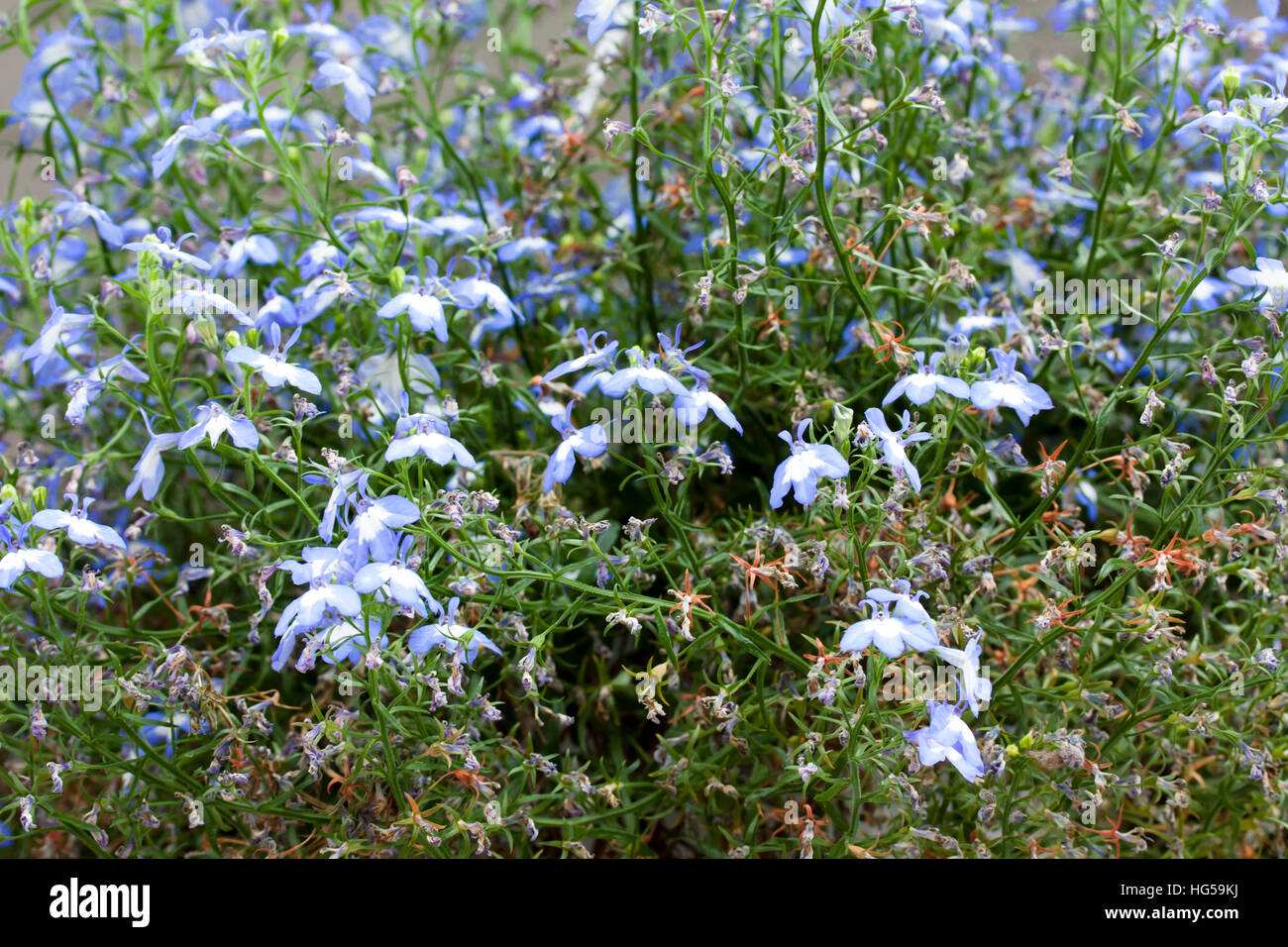 Blue lobelia Flowers large, close-up macro, in pot Stock Photo