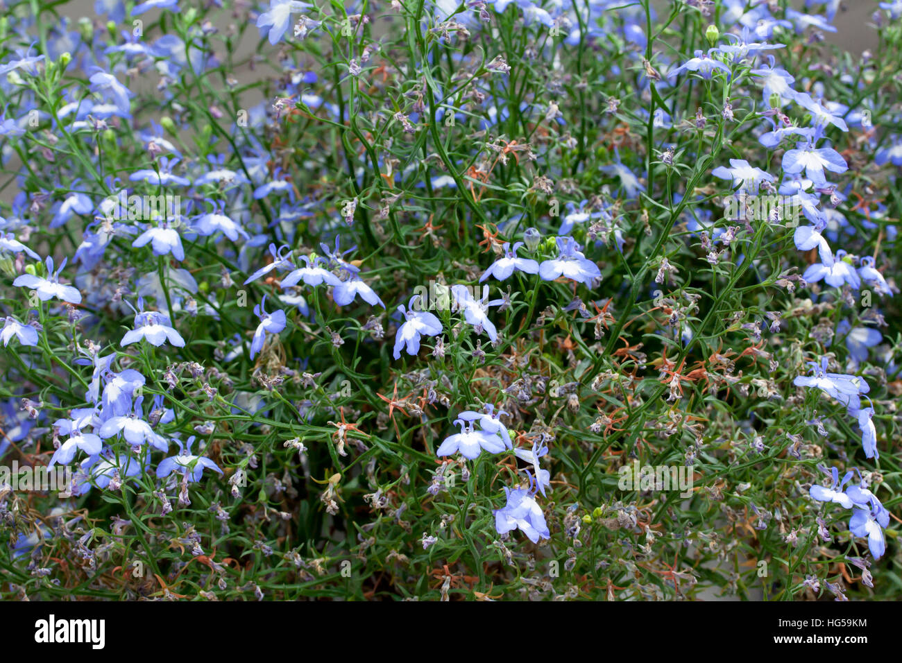Blue lobelia Flowers large, close-up macro, in pot Stock Photo