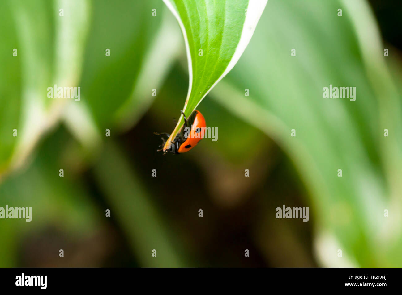 Ladybug sitting on a green leaf, macro Stock Photo - Alamy