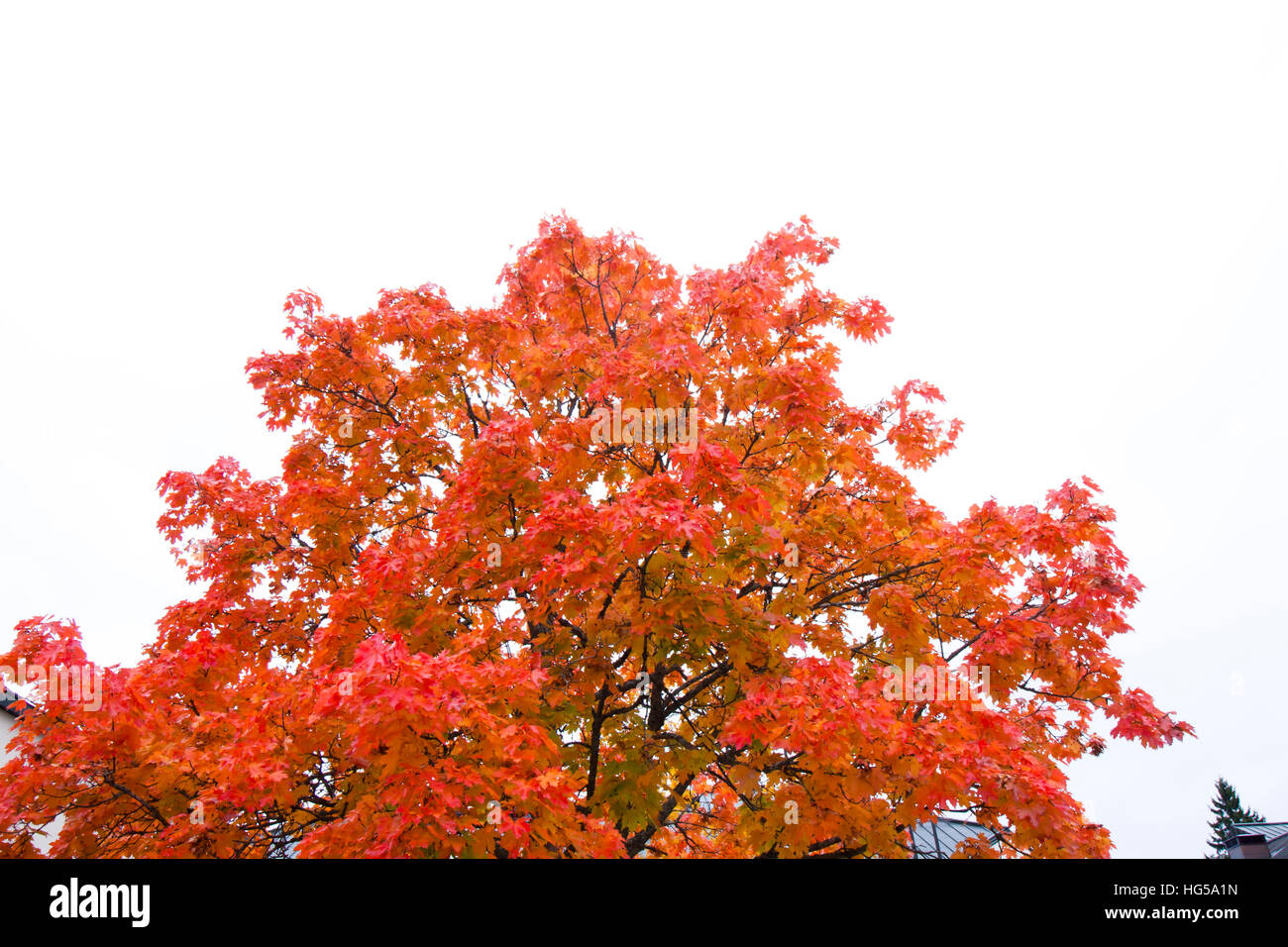 Red maple on white sky background at autumn Stock Photo - Alamy