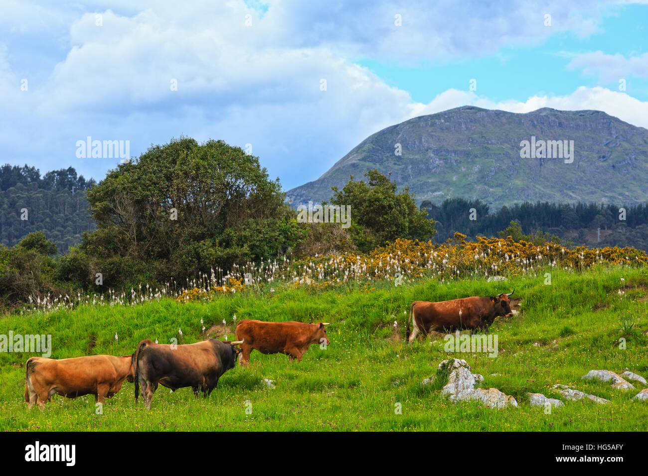 Cow herd on summer blossoming hill and rock behind. Stock Photo