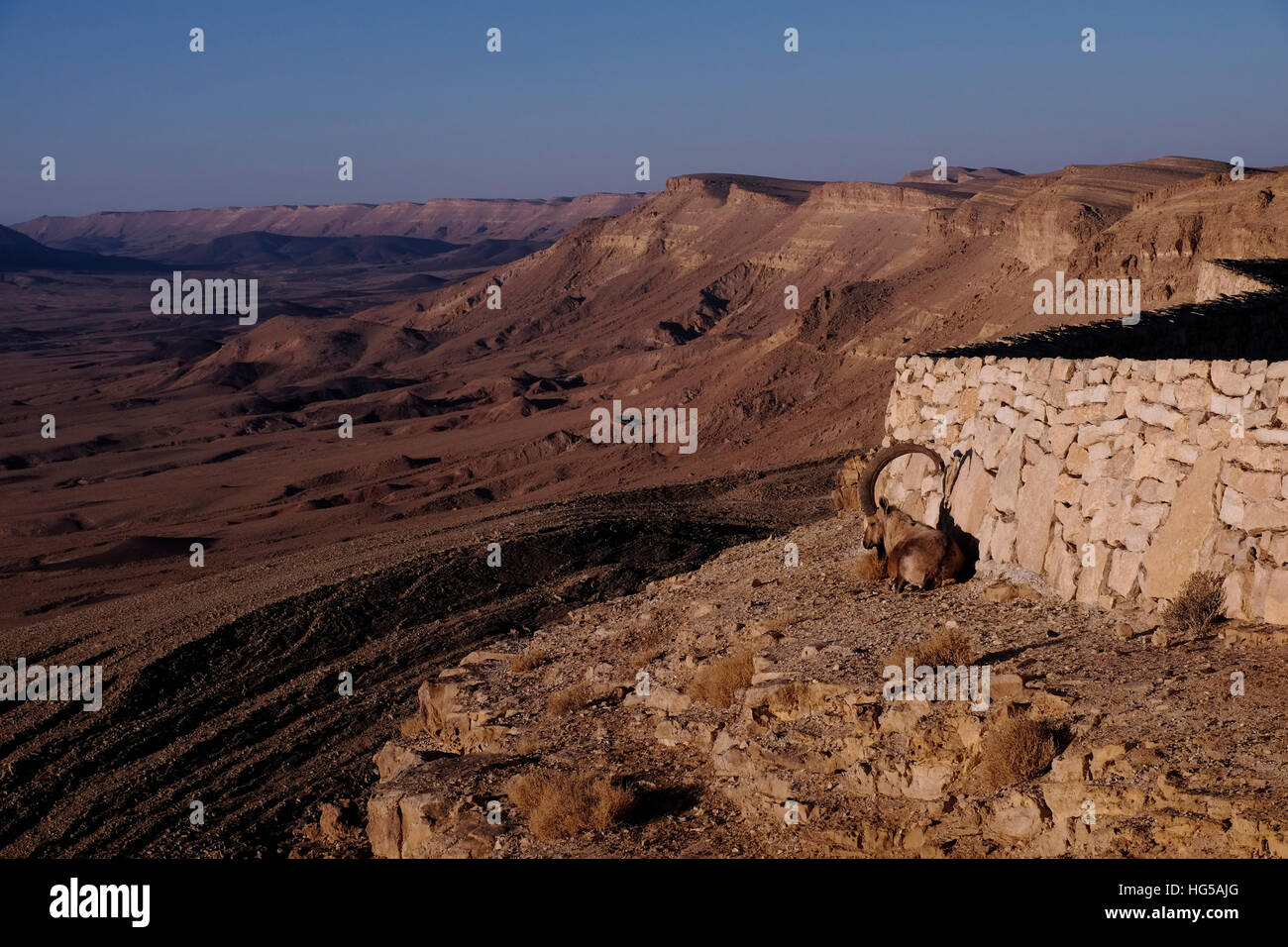 Desert dwelling goat hi-res stock photography and images - Alamy