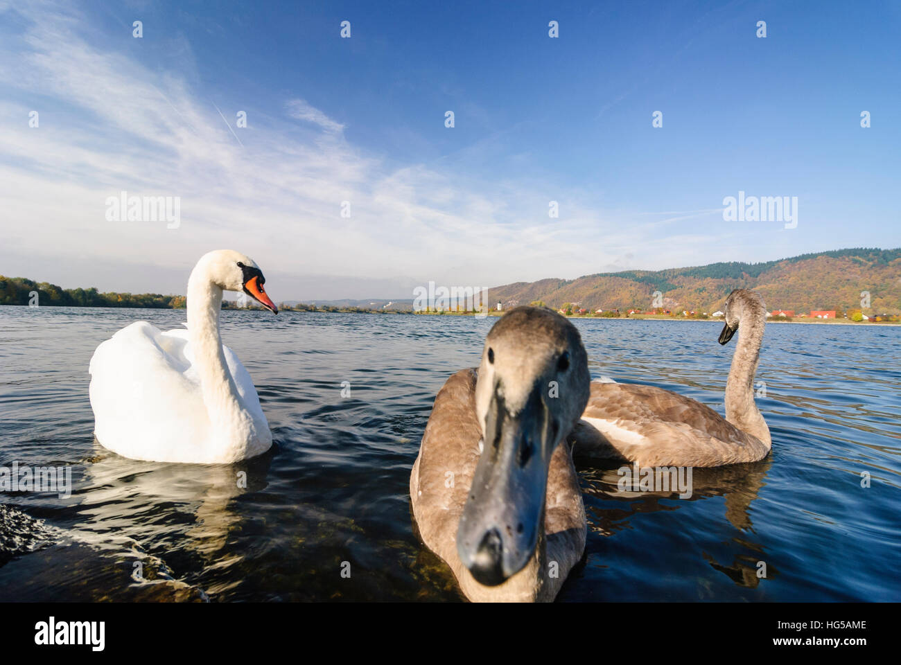 Barbing: mute swan (Cygnus olor) with young animals on the Danube, Oberpfalz, Upper Palatinate, Bayern, Bavaria, Germany Stock Photo