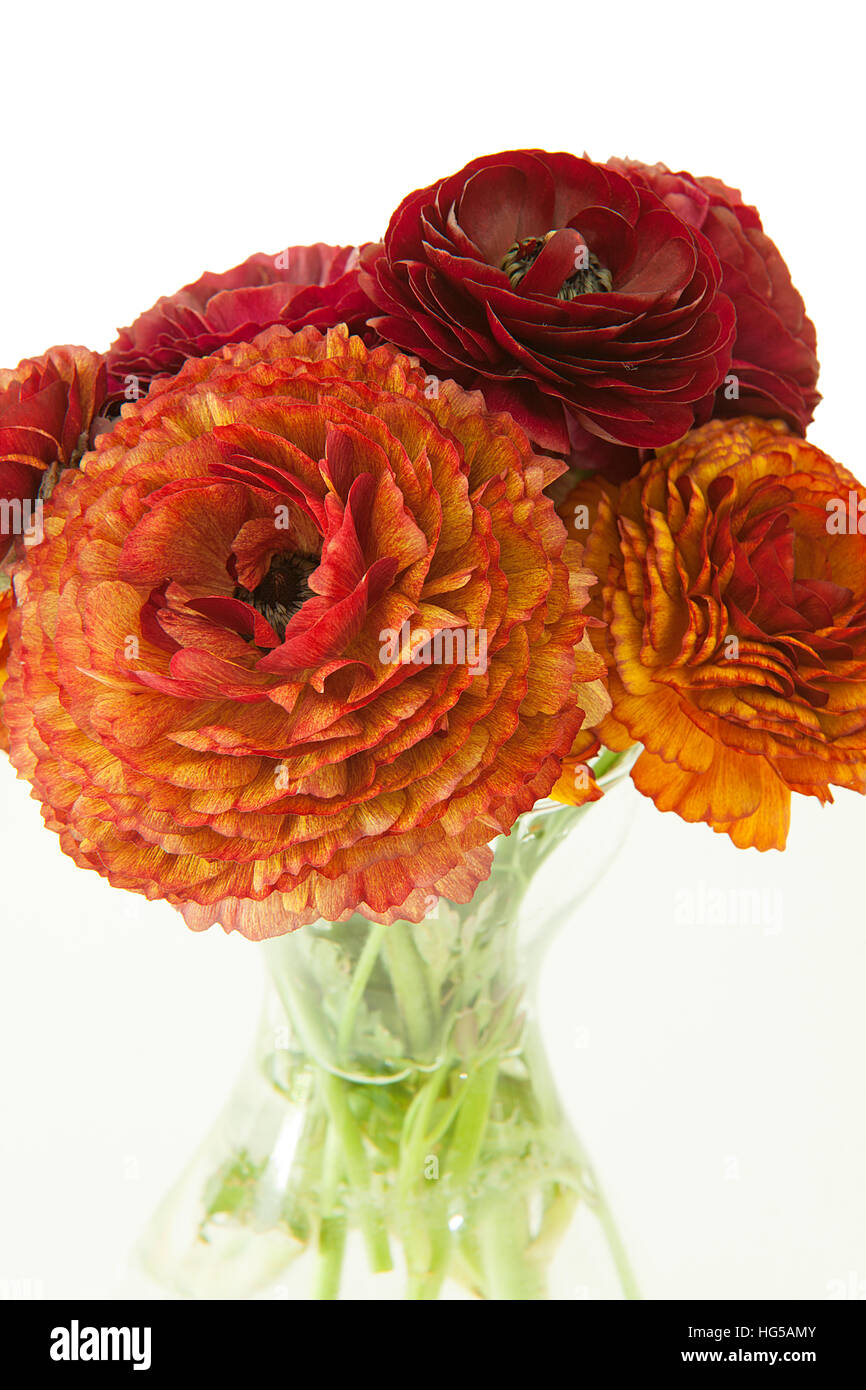 Bunch of buttercups flowers in a vase (France) Stock Photo