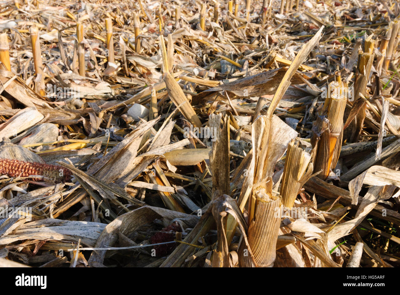 : Harvested corn field, Oberpfalz, Upper Palatinate, Bayern, Bavaria, Germany Stock Photo