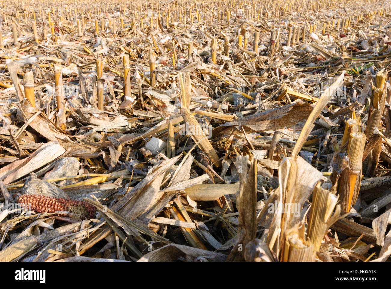 : Harvested corn field, Oberpfalz, Upper Palatinate, Bayern, Bavaria, Germany Stock Photo