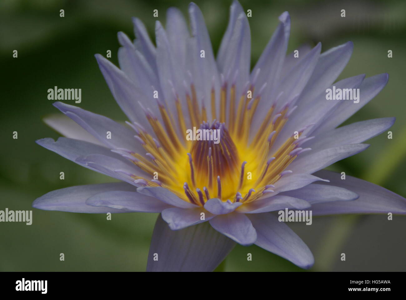 A water lily in a pond up close. Stock Photo