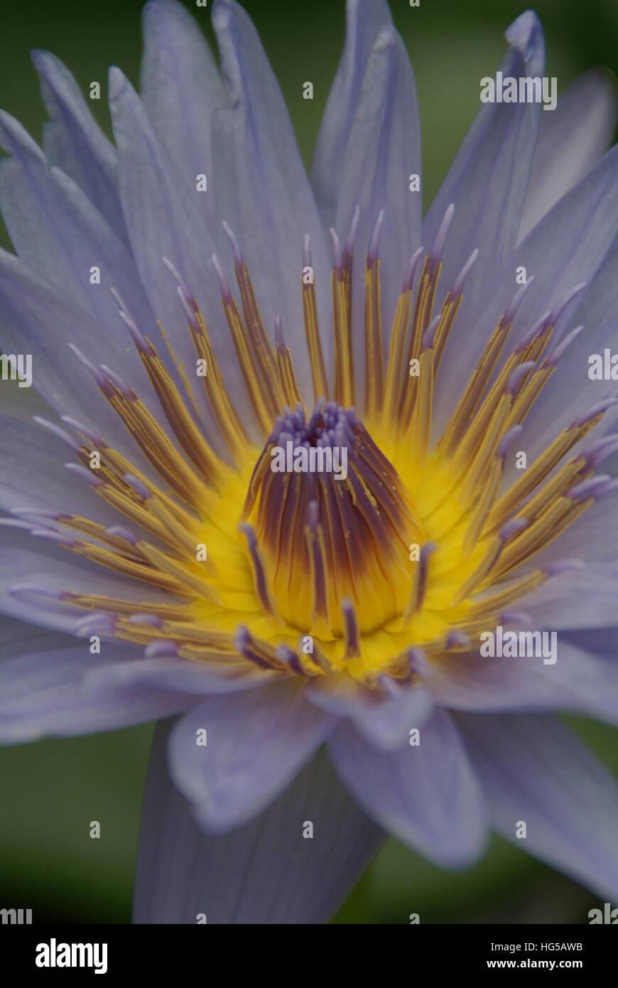 A water lily in a pond up close Stock Photo - Alamy