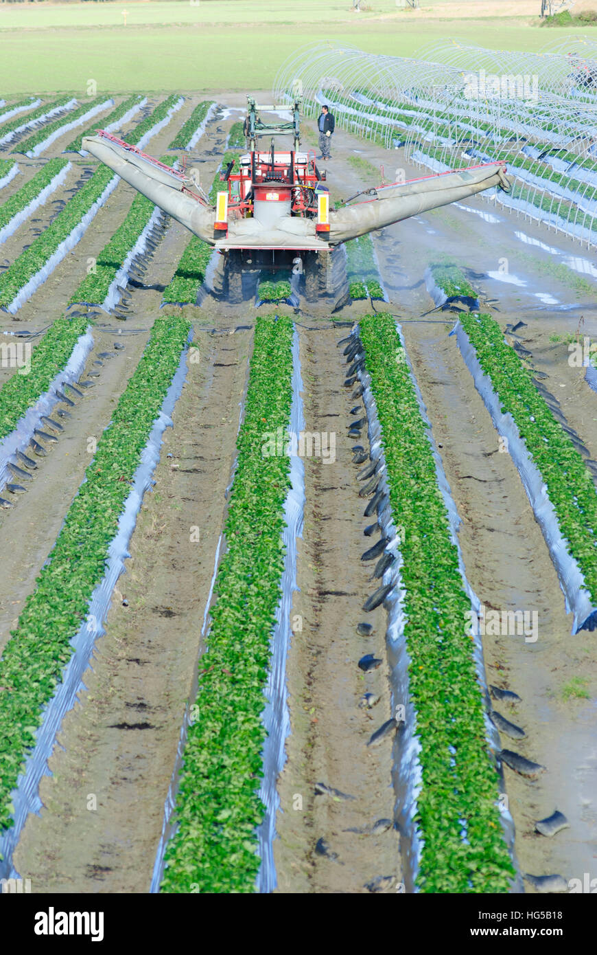 Groß-Enzersdorf: Spraying of plant protection products by tractor, Donau, Niederösterreich, Lower Austria, Austria Stock Photo