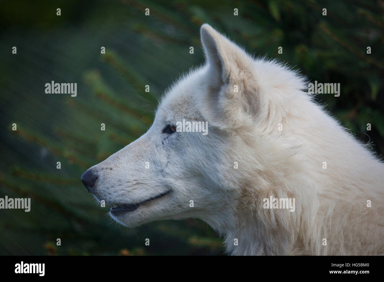White hudson bay wolf close up head shot Stock Photo