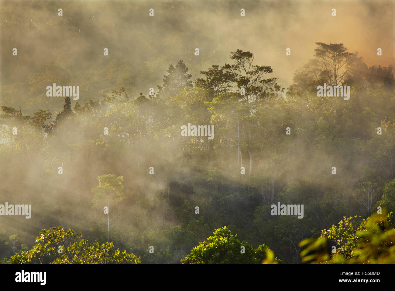 Smoke from a fire drifts across rainforest, near San Juan, Siquijor, Philippines, Southeast Asia, Asia Stock Photo