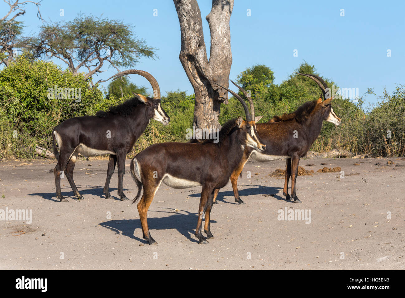 Sable (Hippotragus niger), Chobe National Park, Botswana Stock Photo