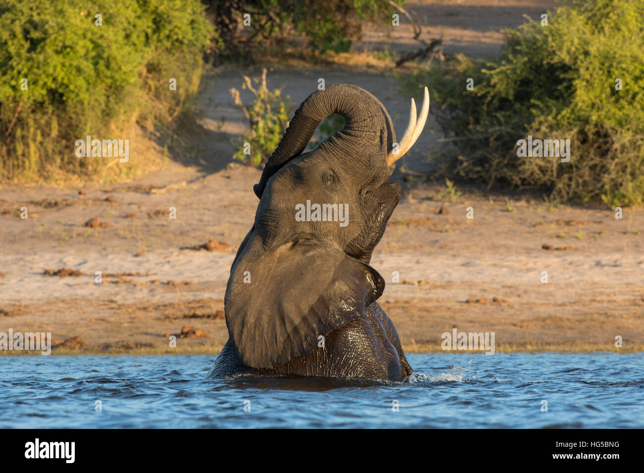 African elephant (Loxodonta africana) playing in river, Chobe River, Botswana Stock Photo