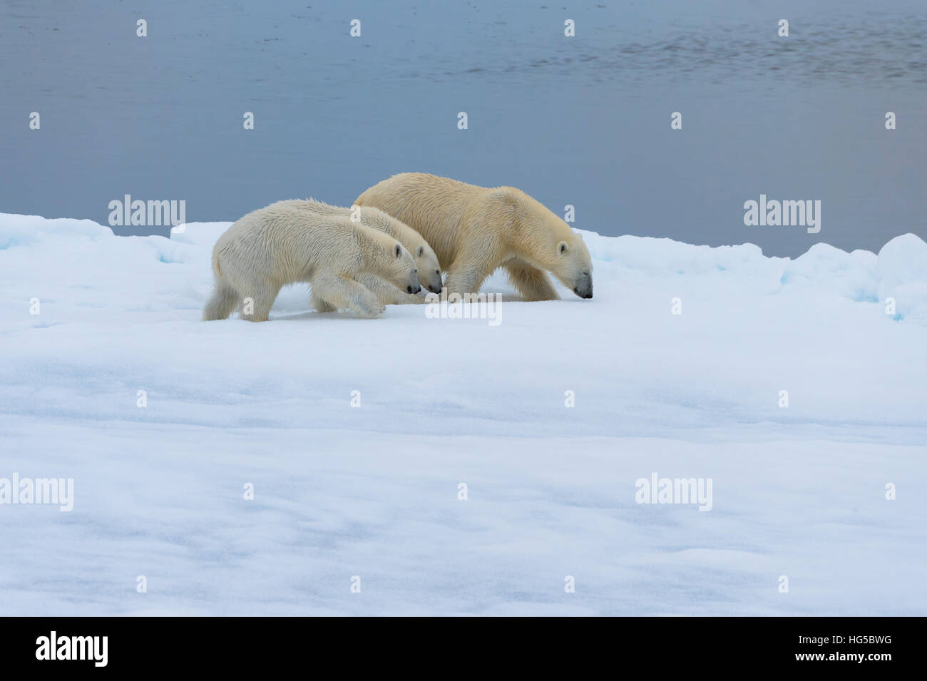 Mother polar bear walking with two cubs on a melting ice floe ...