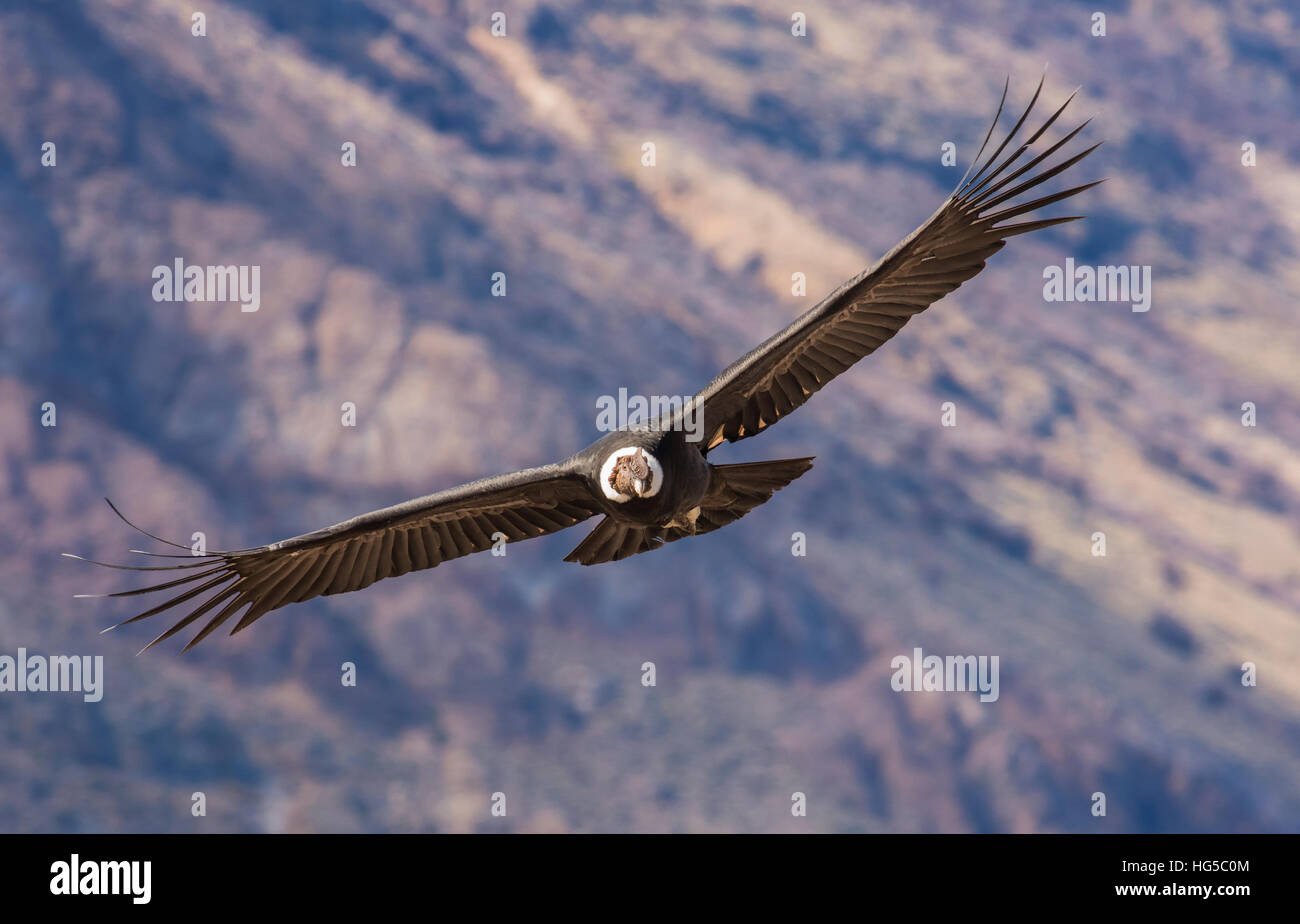 Condor With Wings Spread High Resolution Stock Photography and Images ...