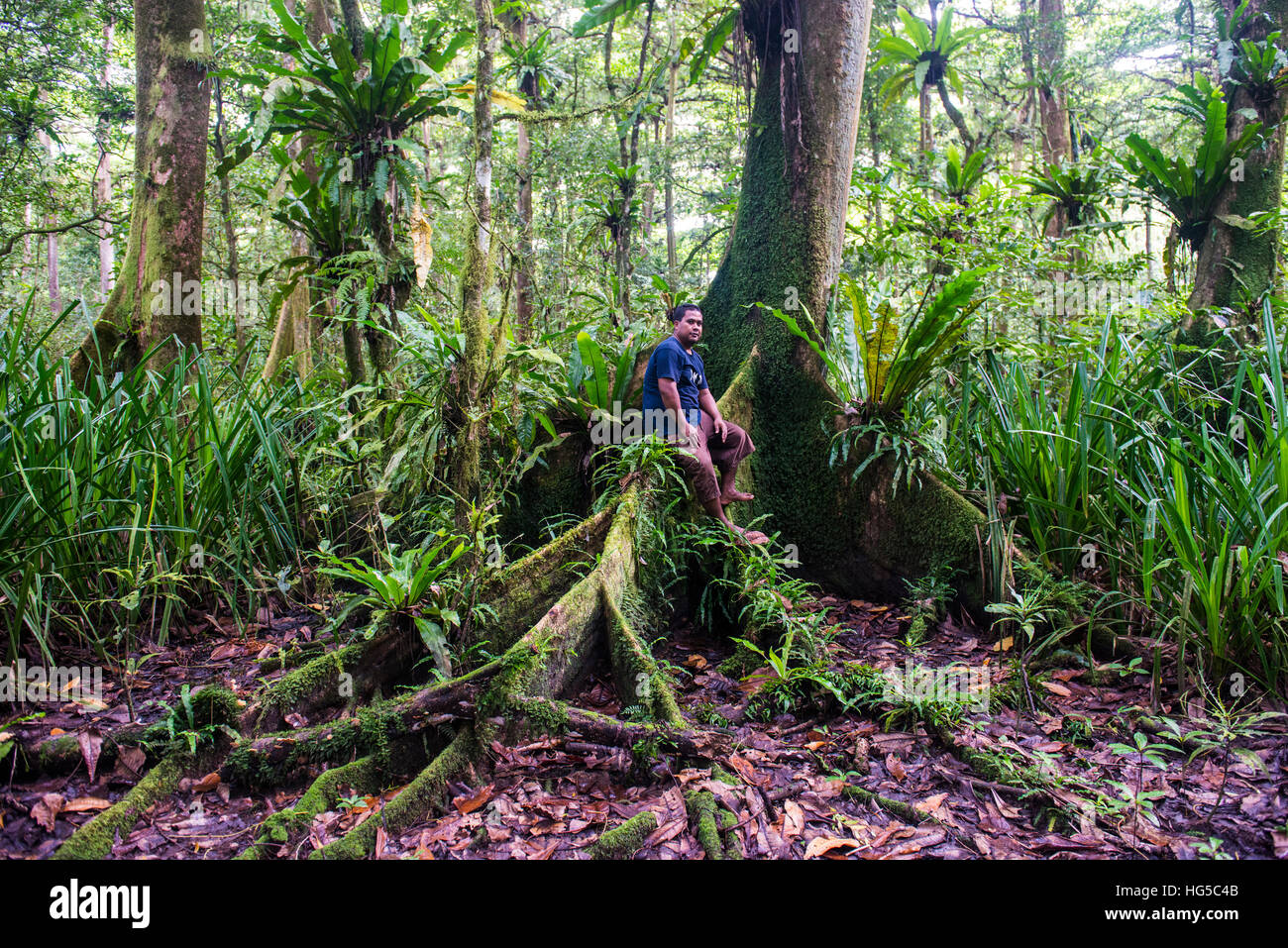 Man sitting in the Yela Ka forest conservation area of Ka trees in the Yela Valley, Kosrae, Federated States of Micronesia Stock Photo