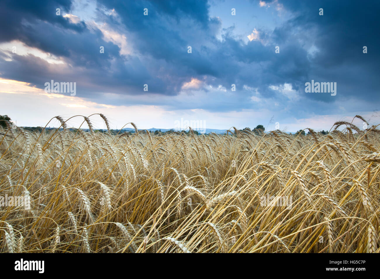 Barley field hordeum vulgare l and clouds hi-res stock photography and ...