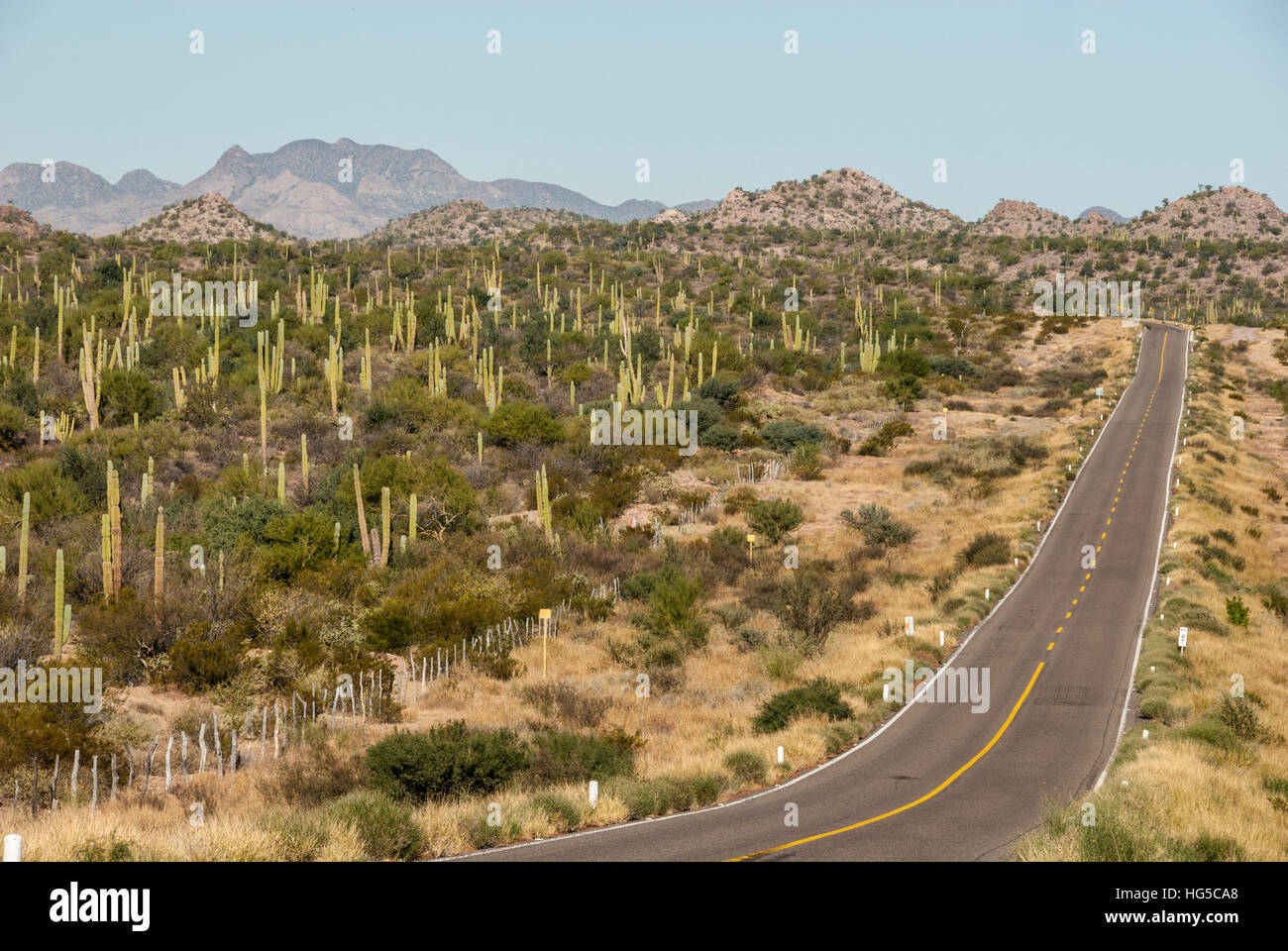 Cardon cacti by main road down Baja California, near Loreto, Mexico, North America Stock Photo