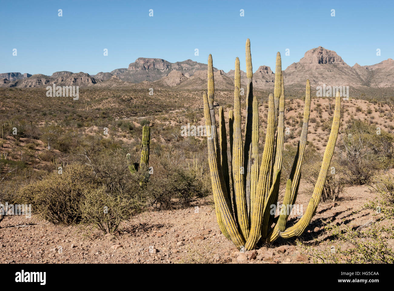 Cardon cactus, near Loreto, Baja California, Mexico, North America Stock Photo