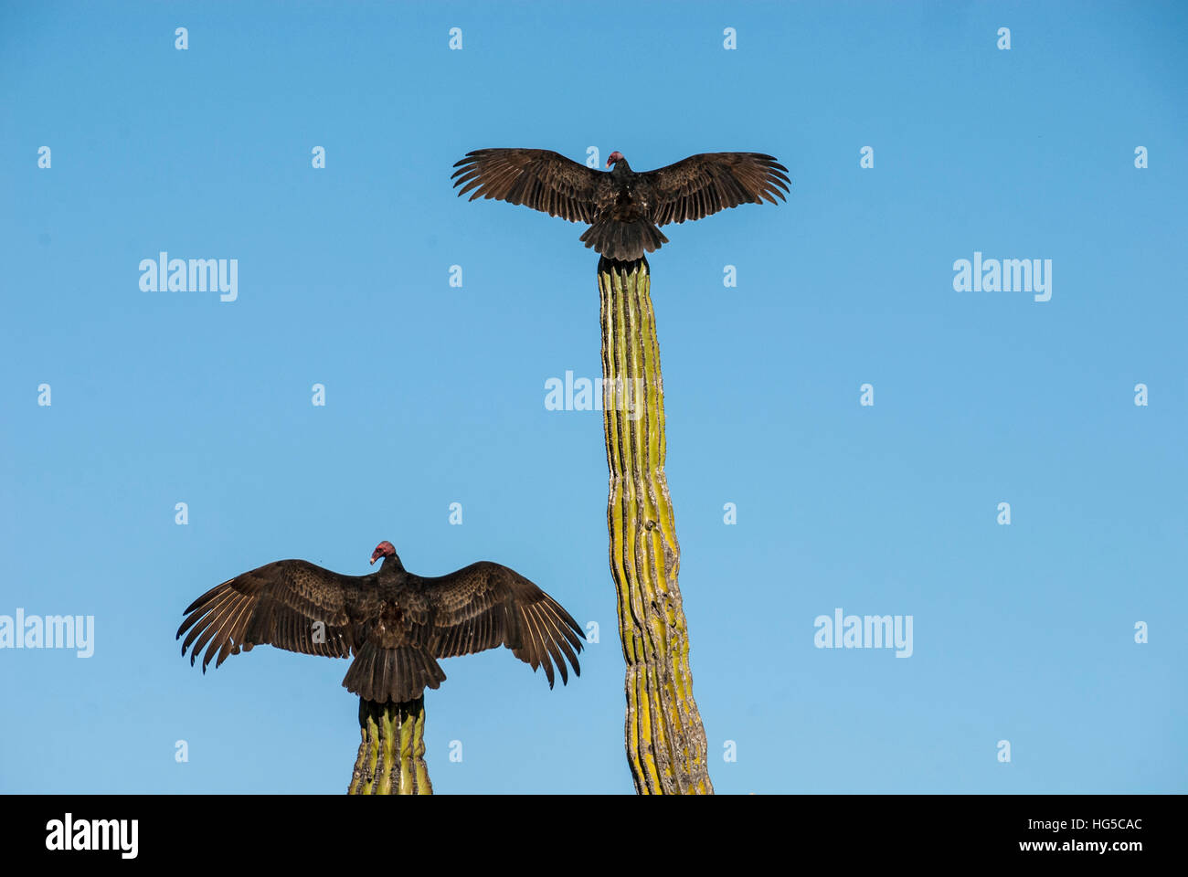 Turkey vultures on Cardon cacti, morning warm-up, San Ignacio, Baja California, Mexico, North America Stock Photo