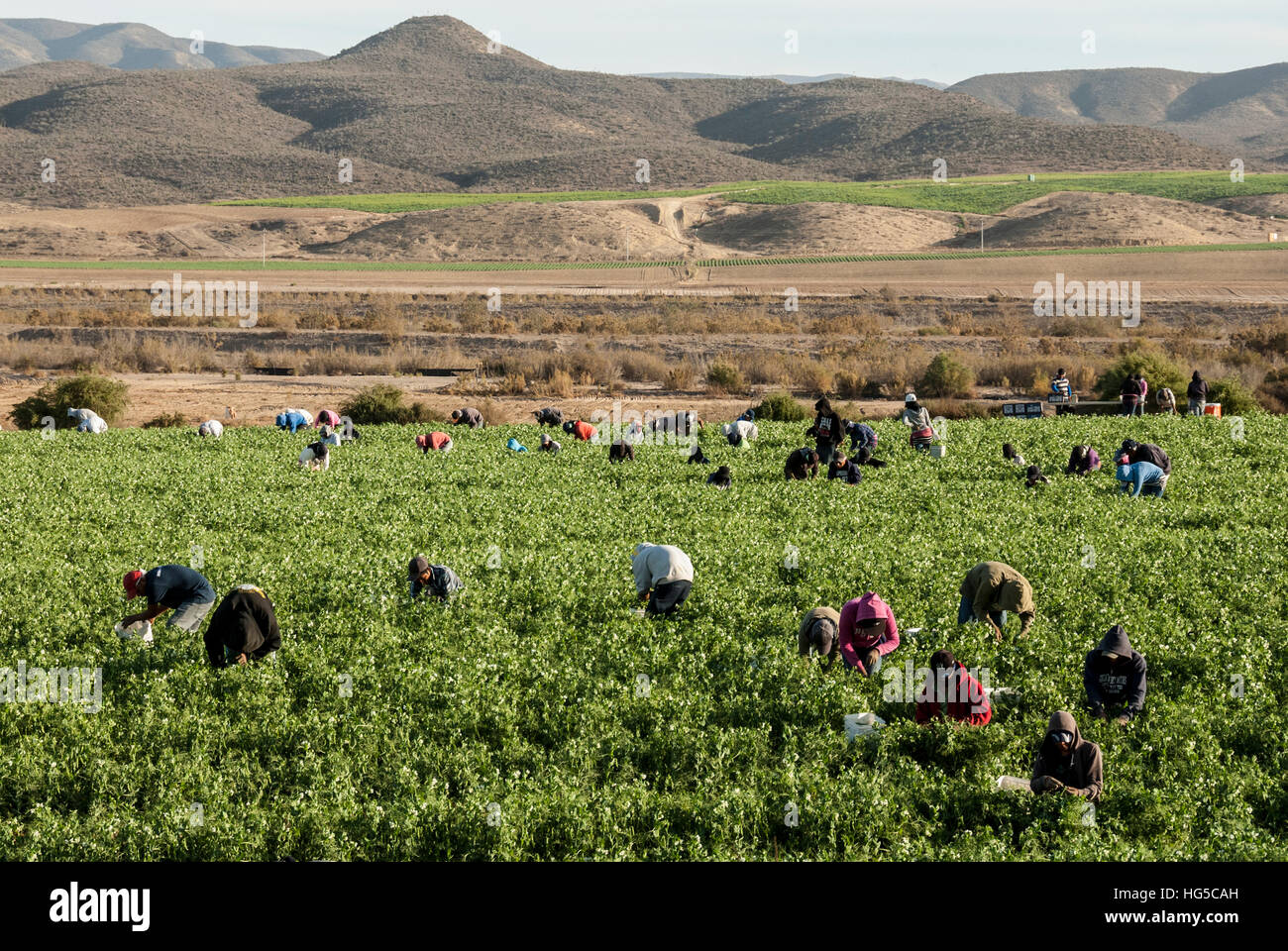 Picking beans, El Rosario, Baja California, Mexico, North America Stock Photo