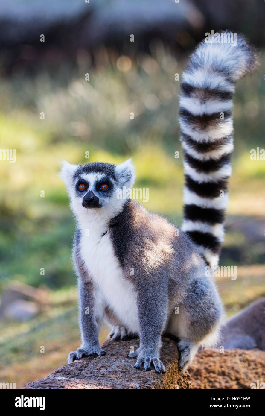 Lemur catta hi-res stock photography and images - Alamy