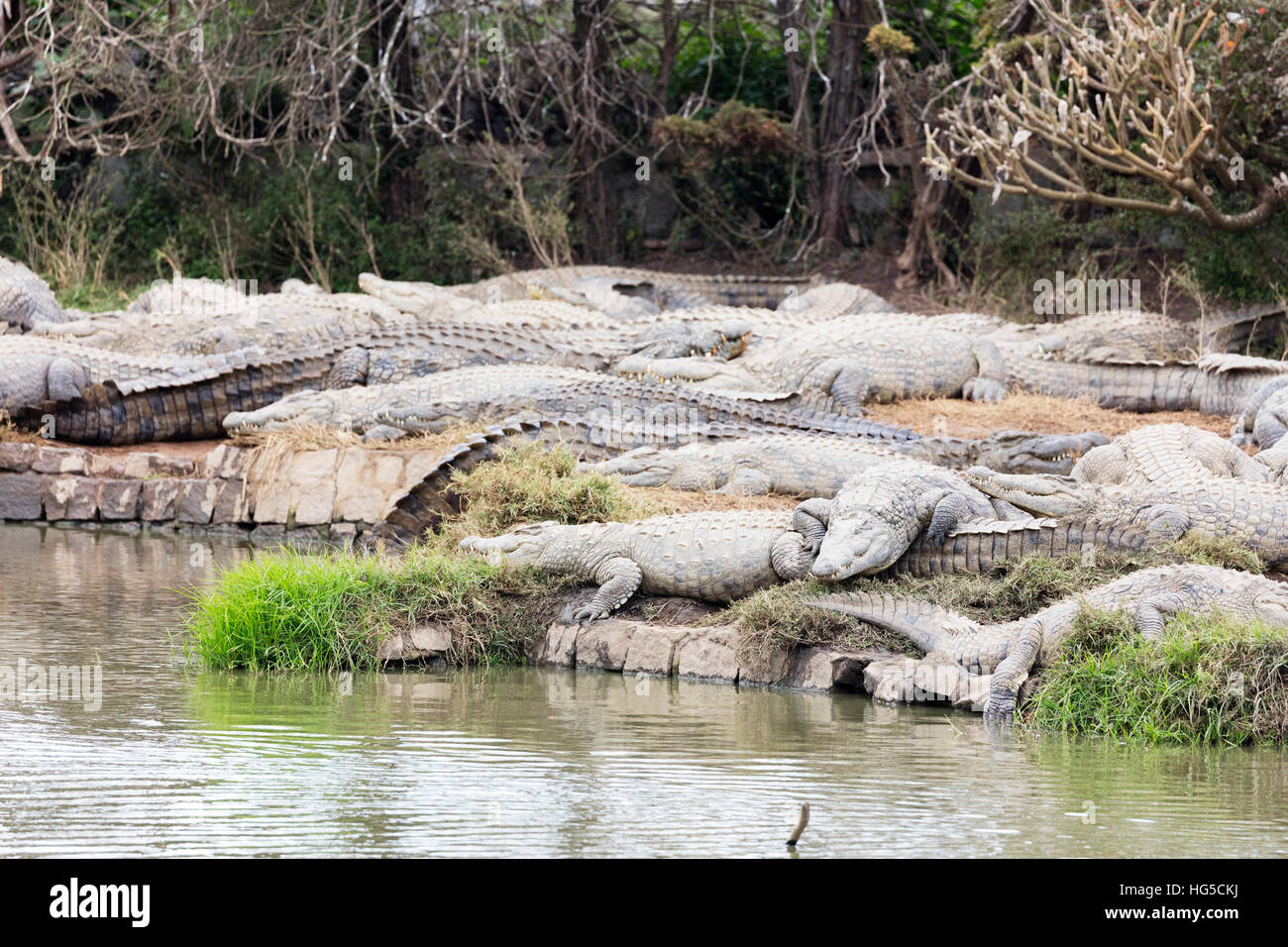 Madagascar, Near Moramanga, Mandraka, Crocodile (Crocodylus Niloticus Cp  Stock Photo - Alamy