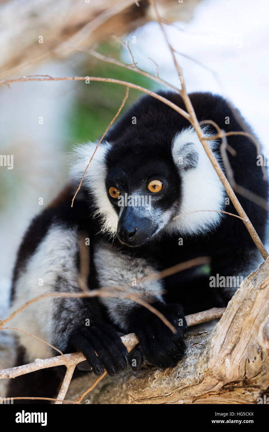 Male black-and-white ruffed lemur (Varecia variegata), Nosy Iranja, northern area Stock Photo