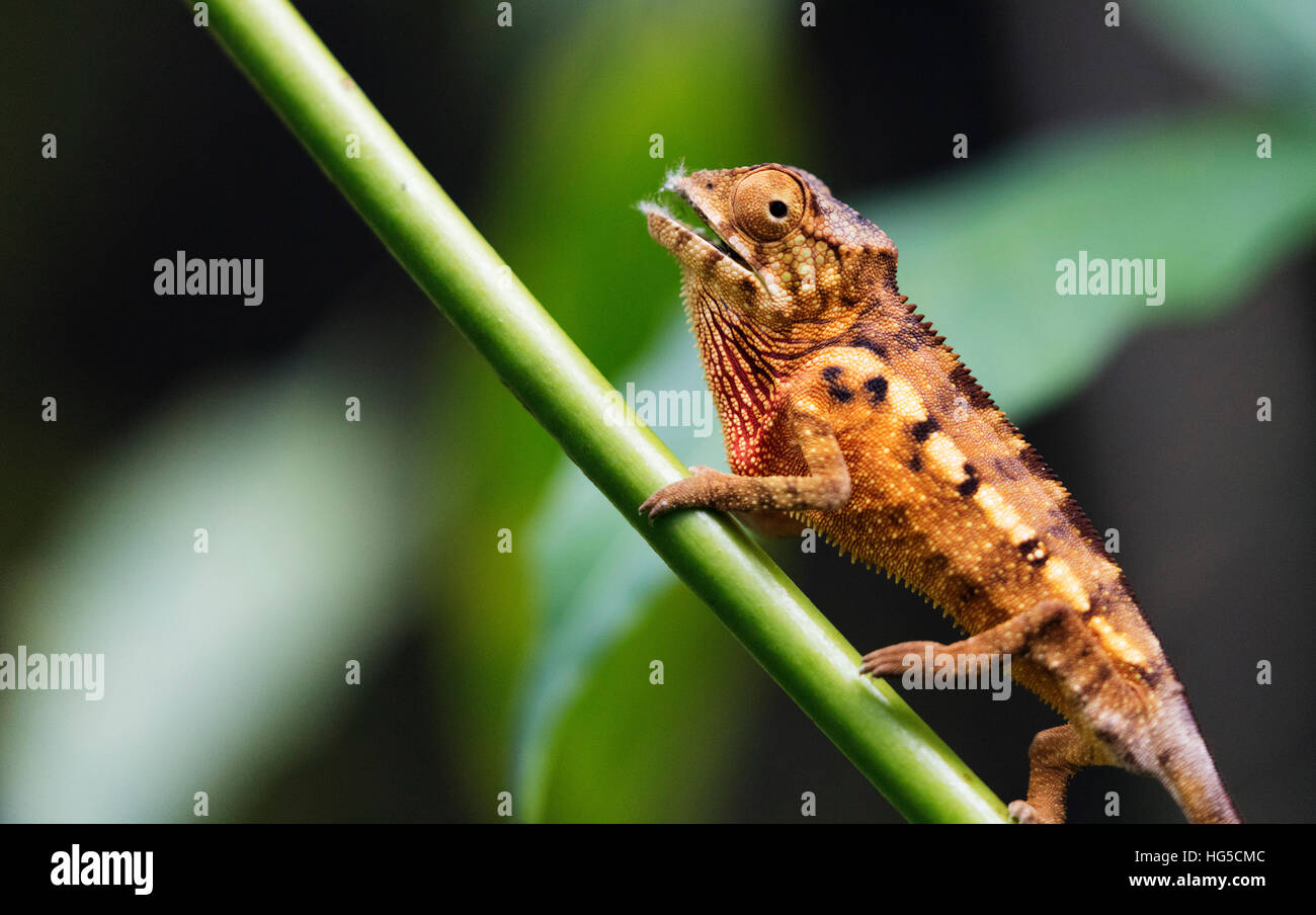 Panther chameleon (Furcifer pardalis), Ivoloina Zoological Park, Tamatave Stock Photo