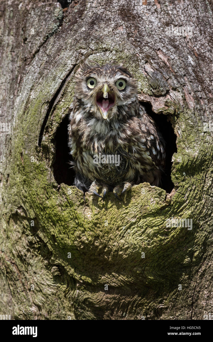 Little owl (Athene noctua), captive, United Kingdom Stock Photo