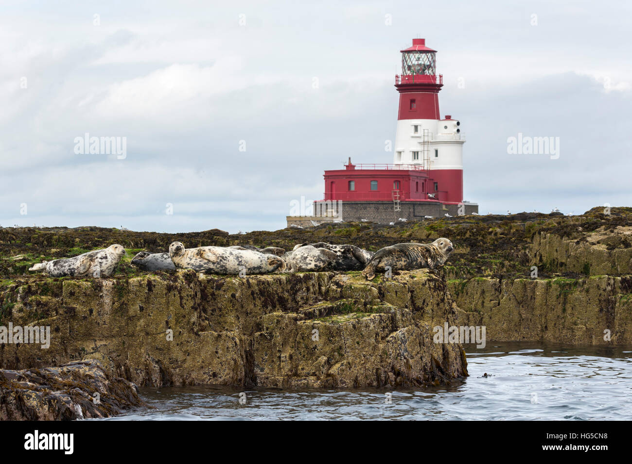 Grey seals (Halichoerus grypus) near Longstone lighthouse, Longstone Rock, Farne Islands, Northumberland, England, UK Stock Photo