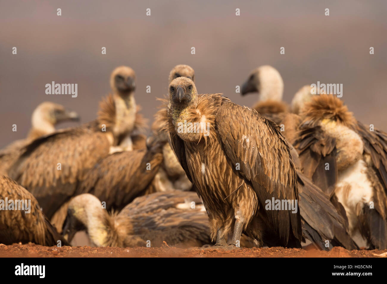 Whitebacked vultures (Gyps africanus), Zimanga private game reserve Stock Photo