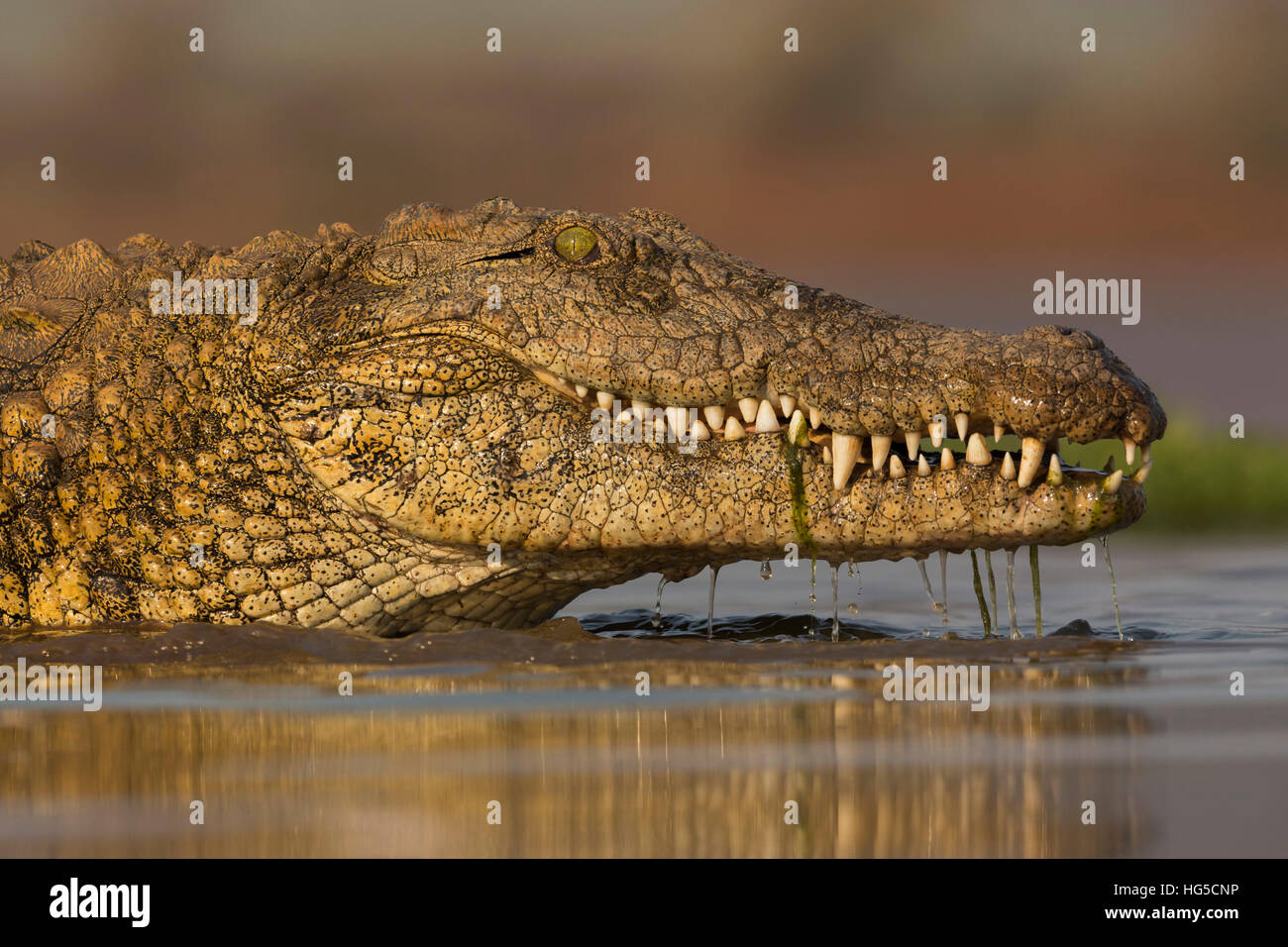 Nile crocodile (Crocodylus niloticus), Zimanga private game reserve Stock Photo