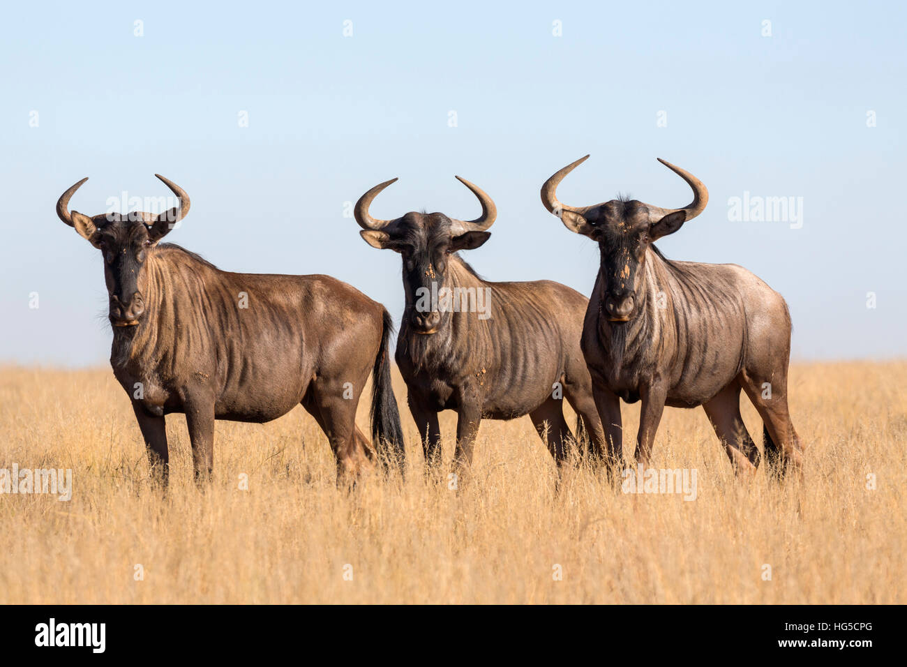 Common (blue) wildebeest (gnu) (Connochaetes taurinus), Mokala National Park Stock Photo