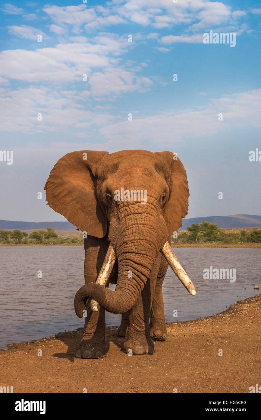 Elephant (Loxodonta africana) resting trunk on its tusk, Zimanga game reserve Stock Photo