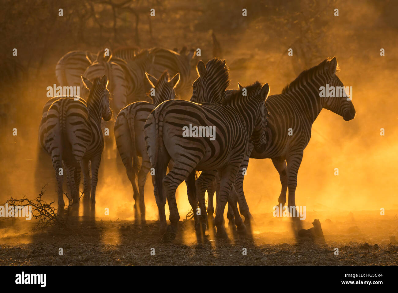 Plains zebra (Equus quagga), Zimanga private game reserve Stock Photo