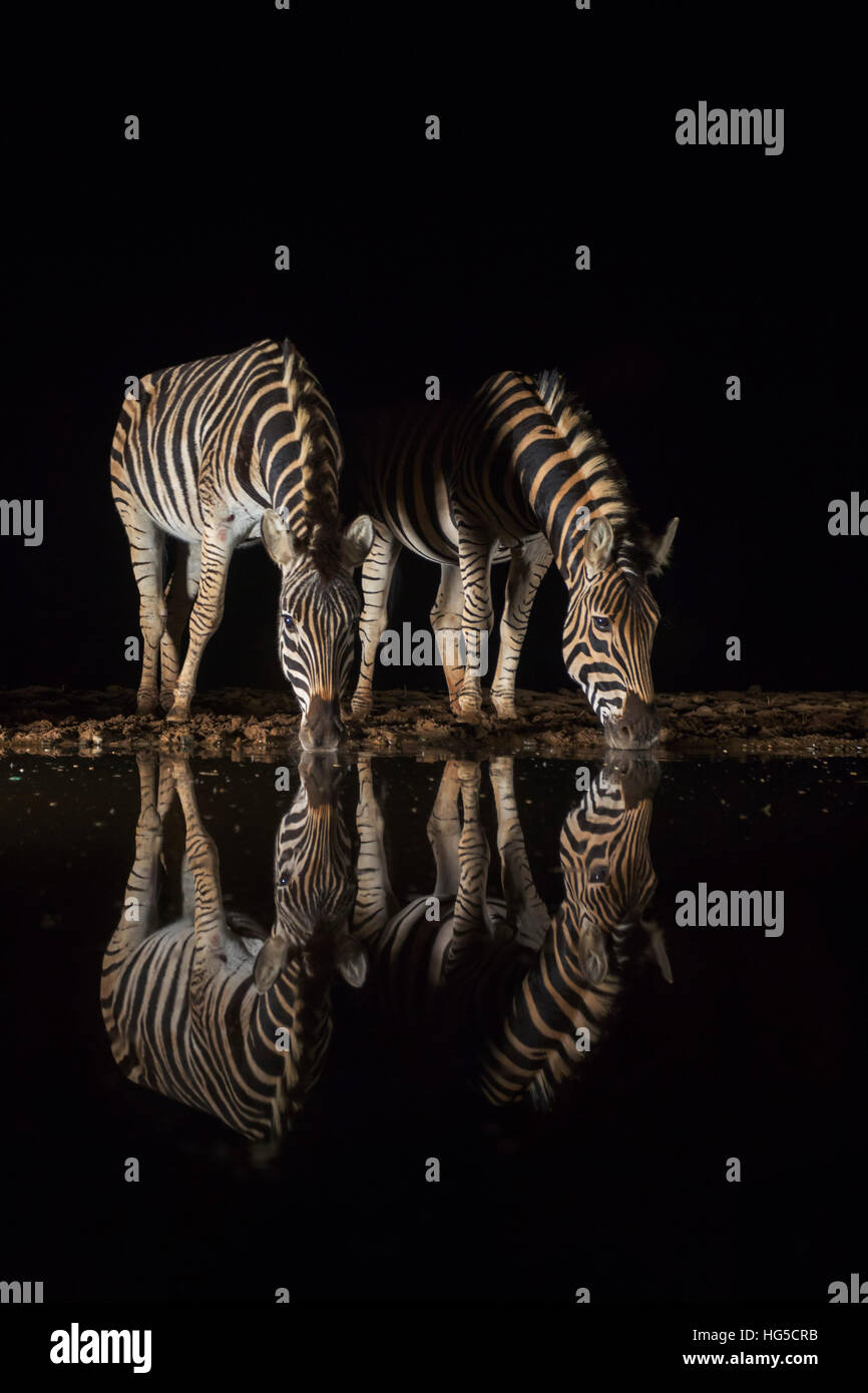 Plains zebra (Equus quagga) drinking at night, Zimanga private game reserve Stock Photo