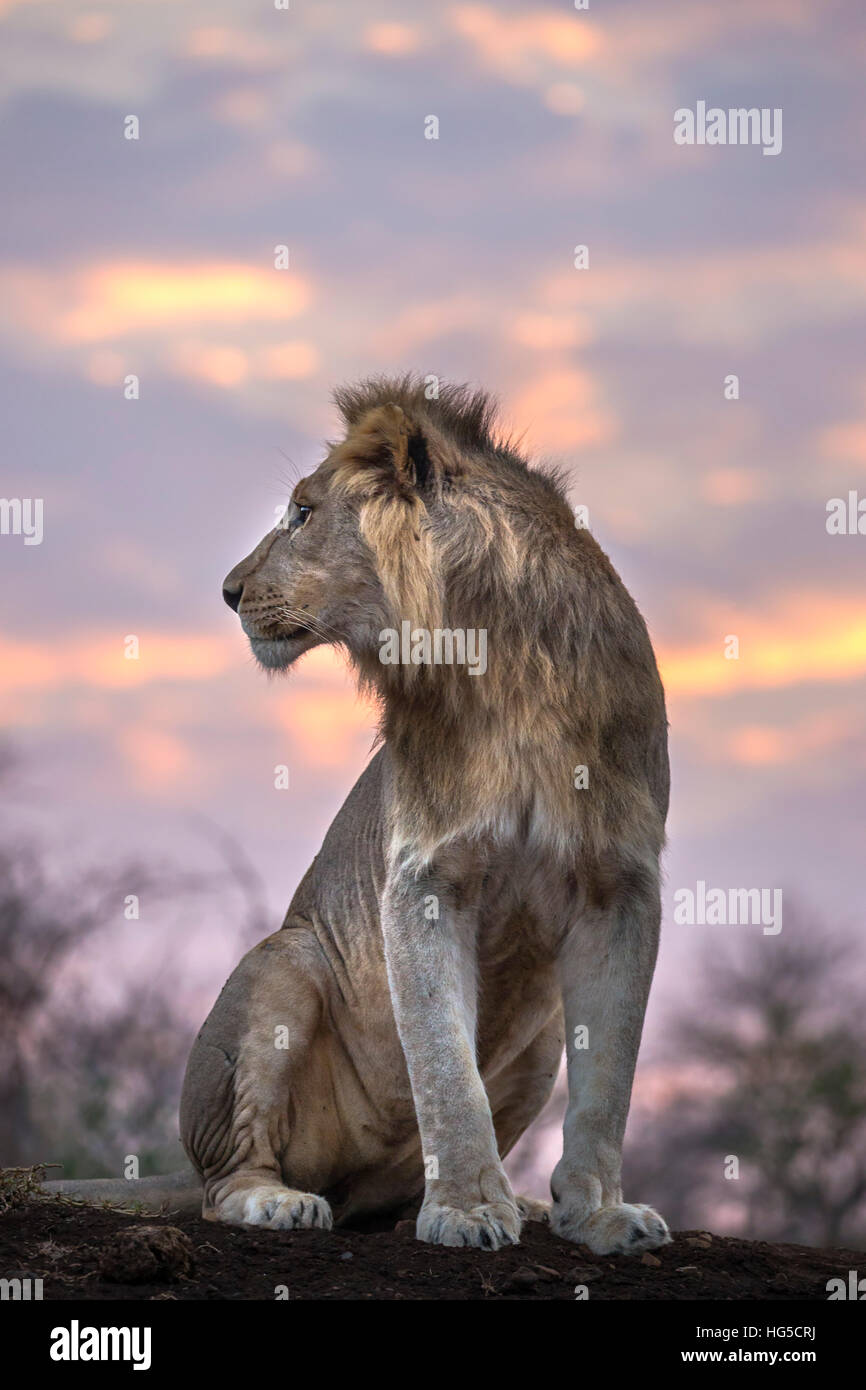 Lion (Panthera leo) at dawn, Zimanga private game reserve Stock Photo