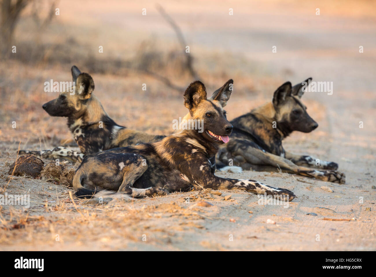 African wild dog (Lycaon pictus) at rest, Kruger National Park Stock Photo